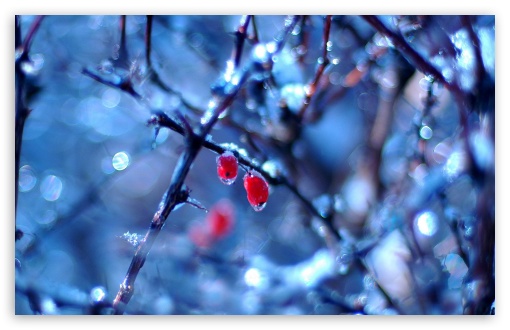 frozen_fruits_1-t2